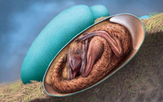 Så här föreställer sig en illustratör att embryot låg i ägget strax innan kläckning.