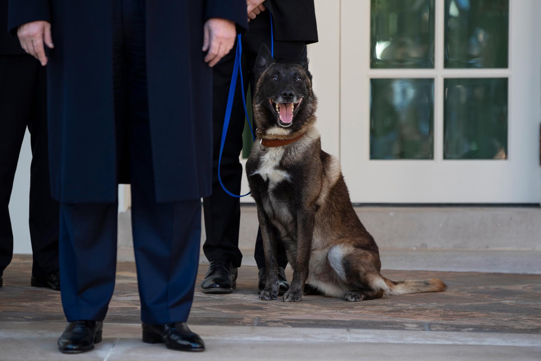 Militärhunden Conan sitter bakom USA:s president Donald Trump när han visas upp för journalister.