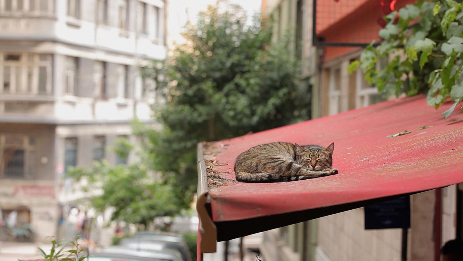 Katt på hett tygtak. En av alla gatukatterna i Istanbul, ur bioaktuella dokumentären ”Kedi”.