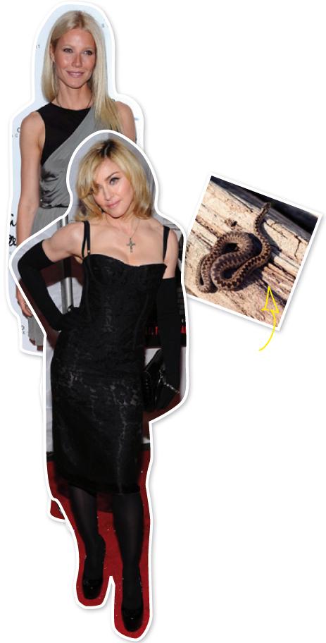 Både Madonna och Gwyneth Paltrow sägs fixa hyn med ormgift.