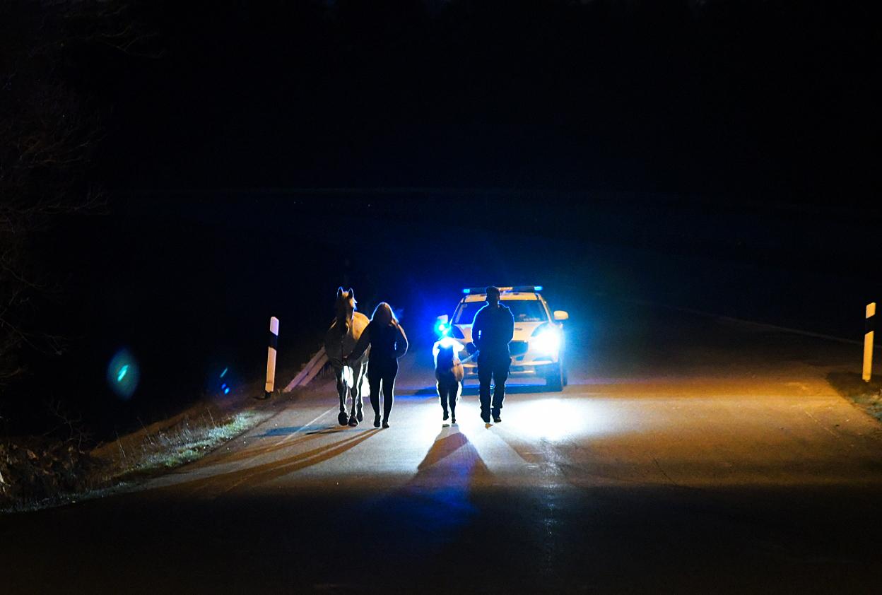 Hästar stoppade trafiken på E4 nära Sundsvall. De fångades senare in av polisen. 