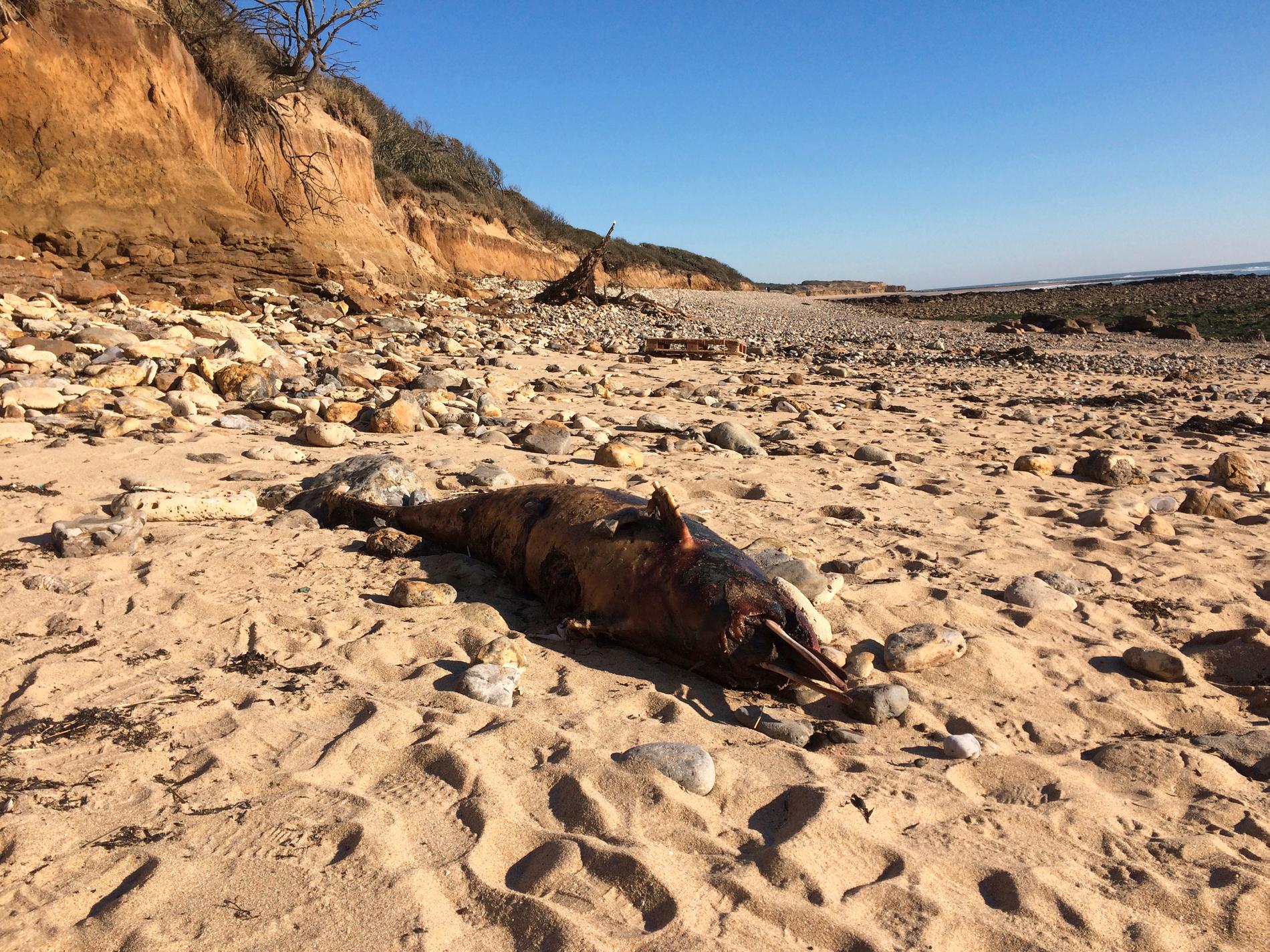 En död delfin på stranden i Jard sur Mer, vid Frankrikes kust mot Atlanten. 