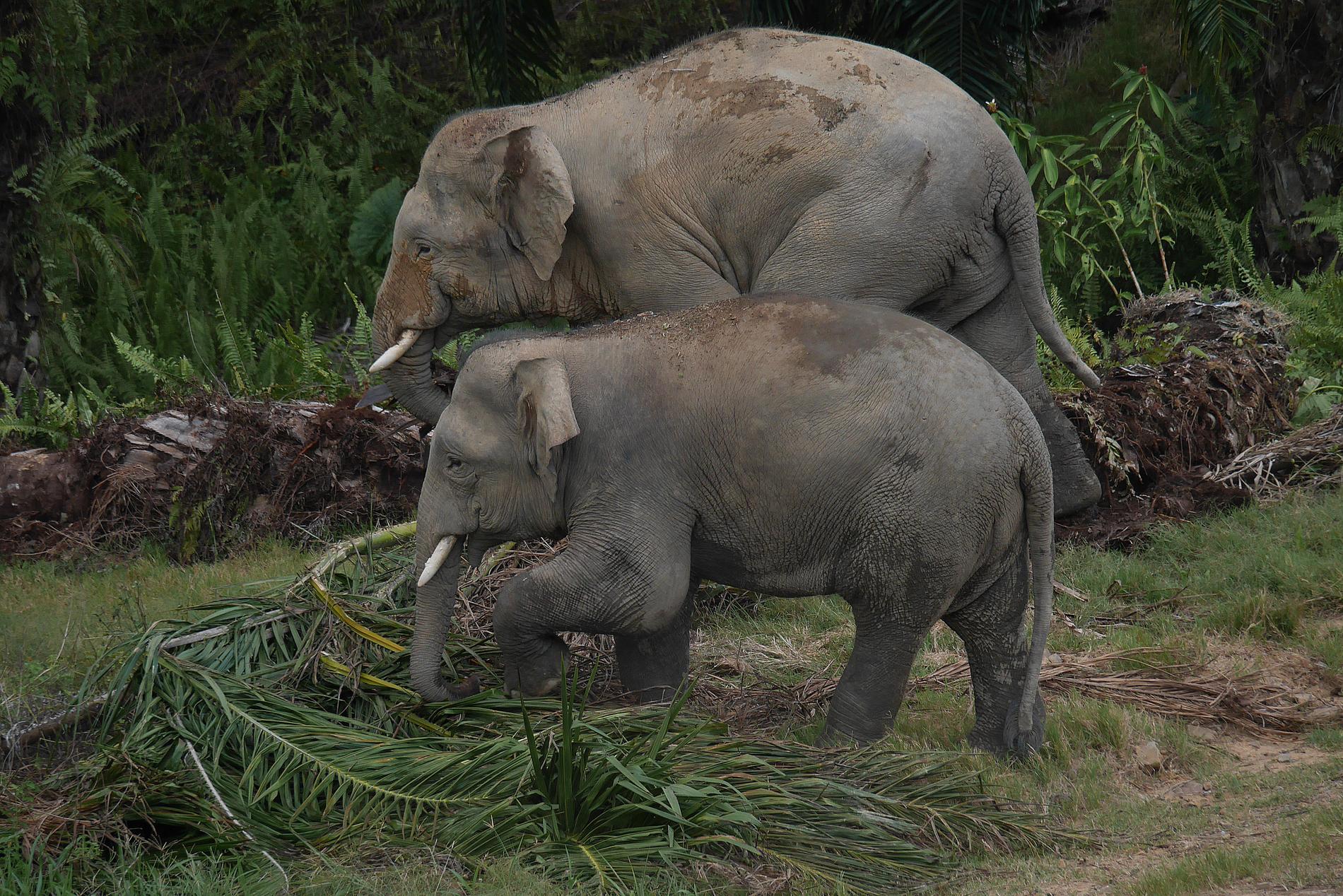 Två dvärgelefanter på Borneo undersöker om det finns något ätbart bland oljepalmsbladen. Dvärgelefanten hör till de få djur som kan utnyttja oljepalmerna.