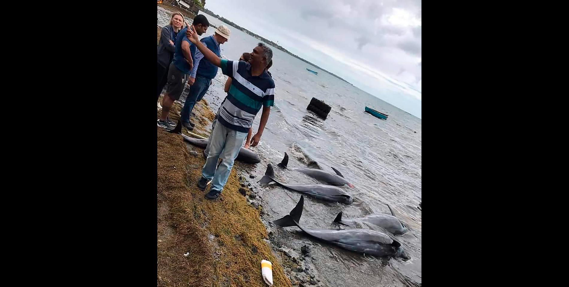 Döda delfiner har påträffats på Mauritius stränder, en dryg månad efter det att ett japanskt fraktfartyg gick på grund utanför ön och läckte stora mängder olja.