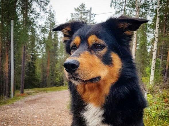 Ailo, working kelpie/border collie, från Arvidsjaur har blivit utsedd till frimärkshund i Postnords tävling.