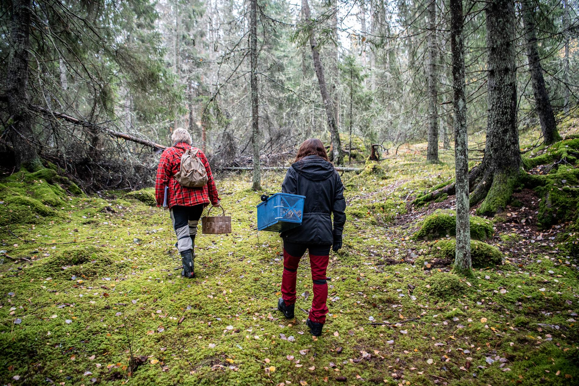 Cicci Hultqvist, svampkonsulent, och Kerstin Nilsson är ute i svampskogen i hopp om att hitta trattisar.