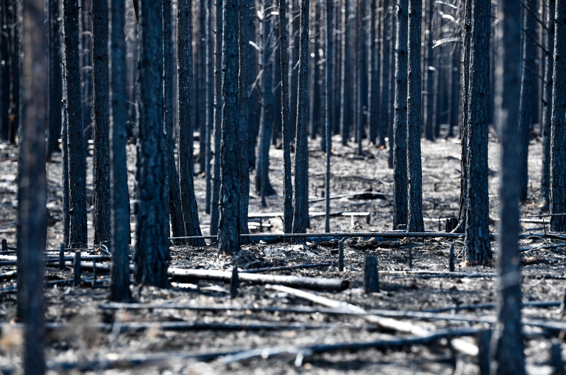 Brandskadad skog. Bilder på delar av området i Härjedalen som drabbades av den stora skogsbranden under sommaren 2018. Arkivbild.