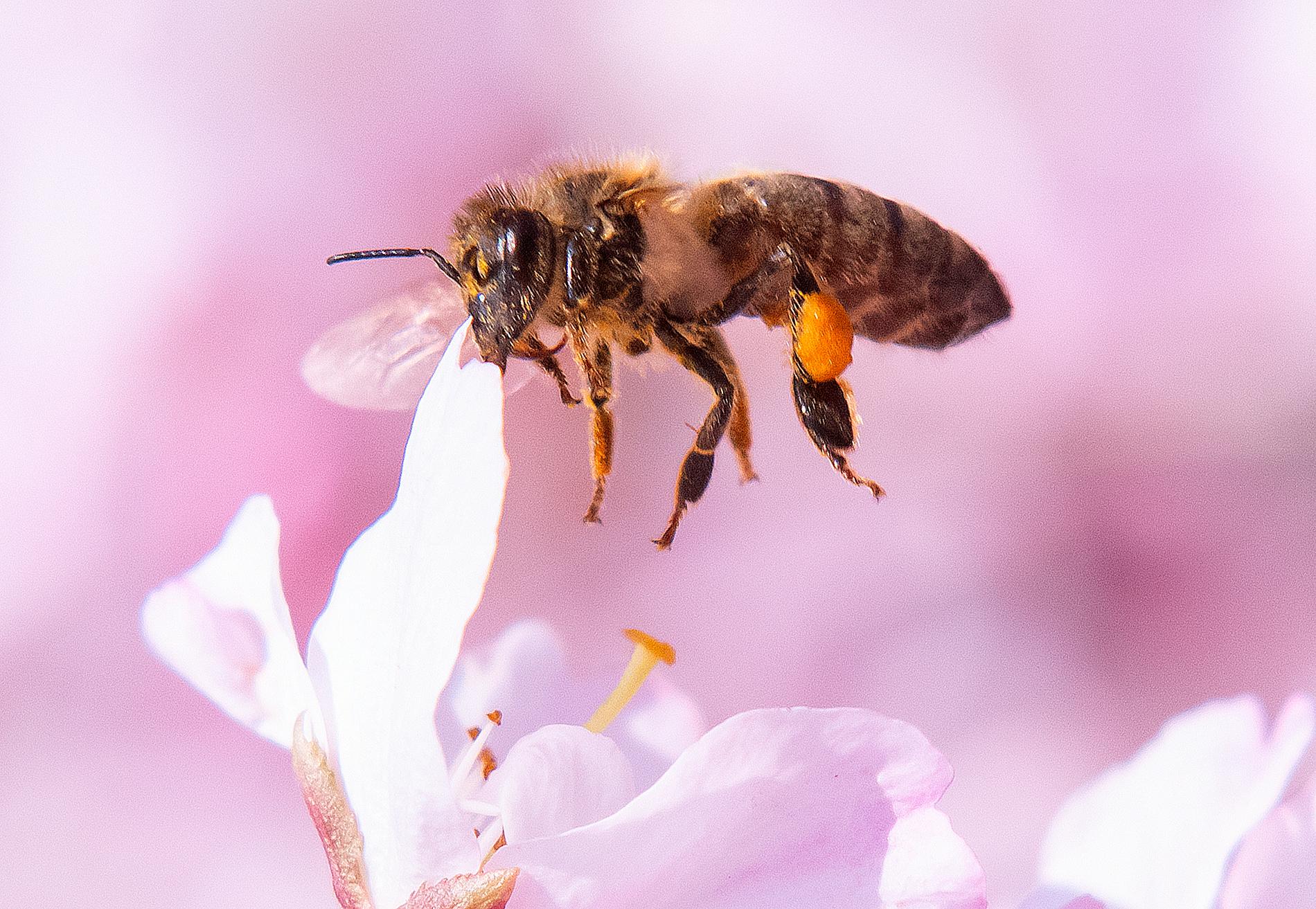 Forskarna vill hellre se att företag lägger resurser på etablering av ängar än bikupor. Arkivbild.