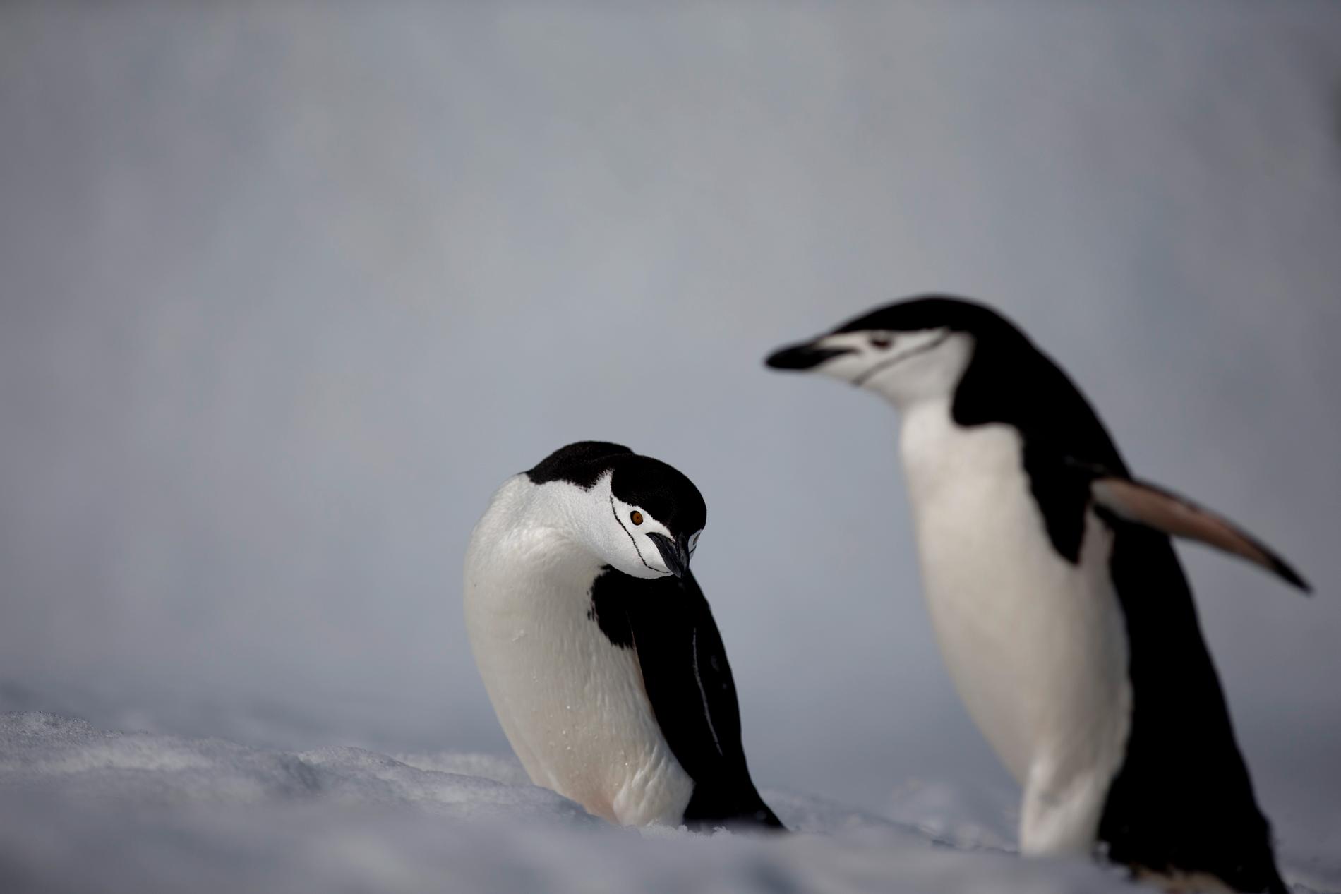 Forskare tror att klimatförändringar ligger bakom minskiningen av hakremspingviner i Antarktis. Arkivbild.