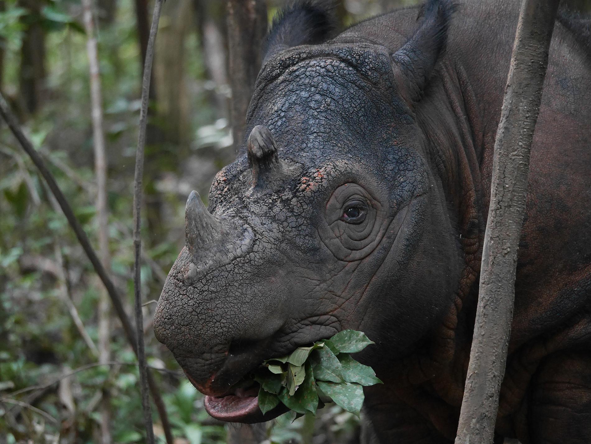 Nu har den sista Malaysiska noshörningshanen dött.