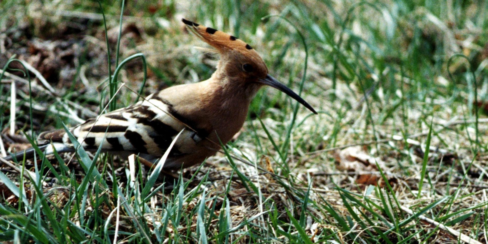 Härfågeln är fridlyst och rödlistad som nationellt utdöd. Arkivbild från 1996.