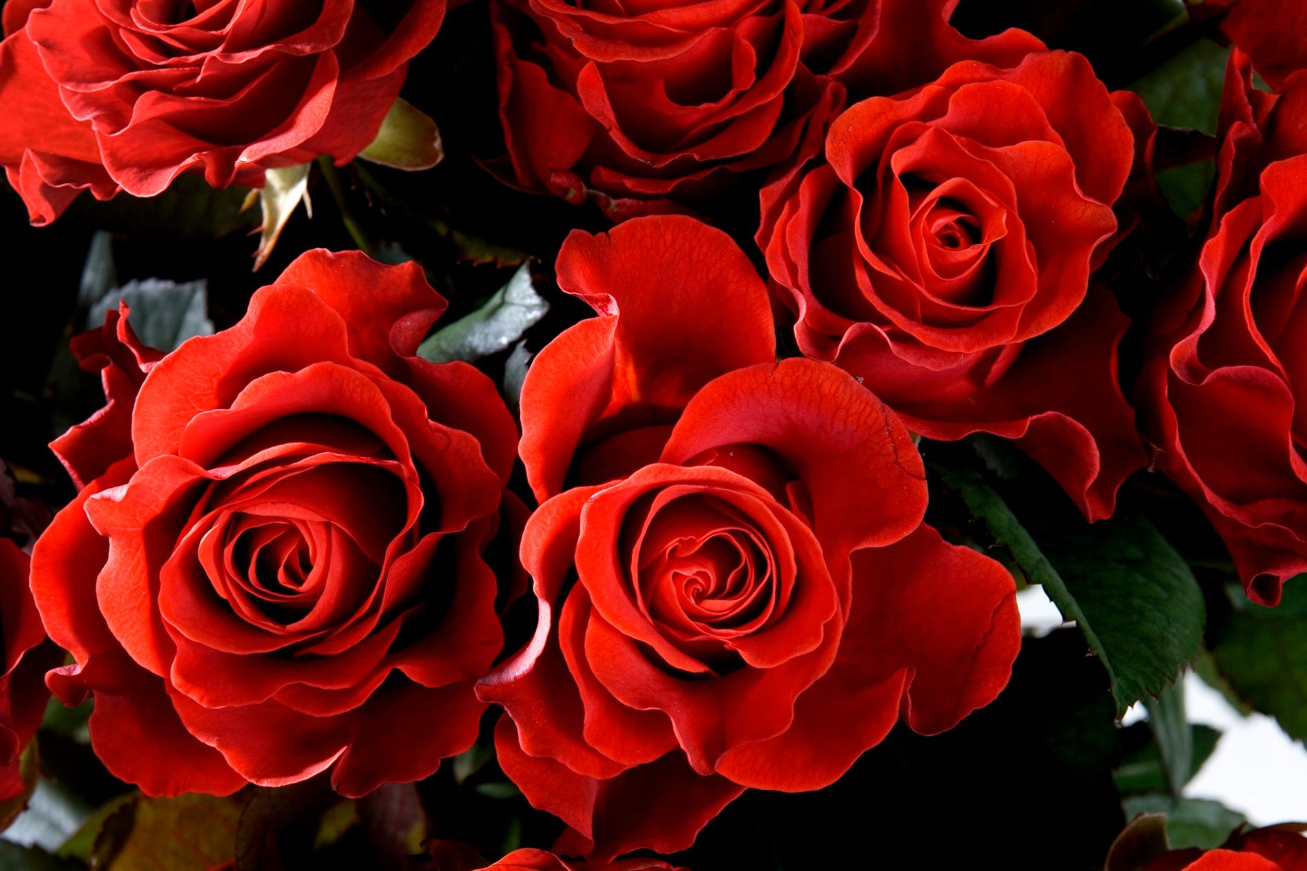 Håll koll på varifrån alla hjärtans dag-rosorna kommer ifrån innan du slår till på en bukett. Klimatavtrycket varierar kraftigt.
