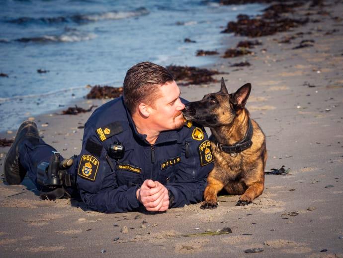 Årets polishund Bella har näsa både för narkotika och försvunna personer. Här sniffar hon på sin förare och husse Tobias Hjalmarsson.