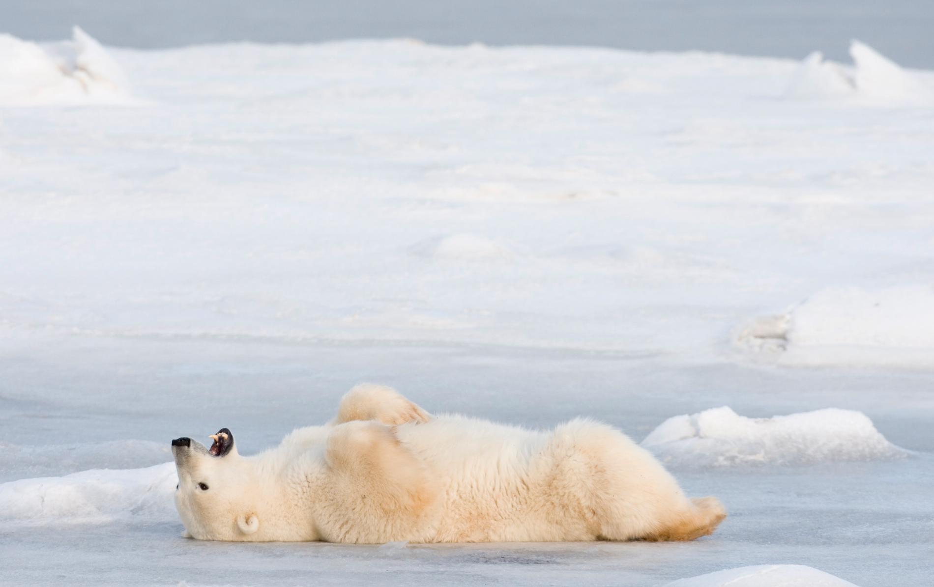 Kanadas isbjörnar, som denna i Hudson Bay, ska gynnas av ett nytt marint naturreservat. Arkivbild.