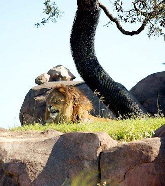 På Kilimanjaro Safari kan du få se en solande lejonhanne.