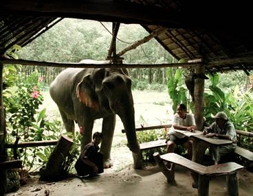 Både resenär och fordon behöver bränsle efter en tur genom djungeln. Elefanten får bananer.