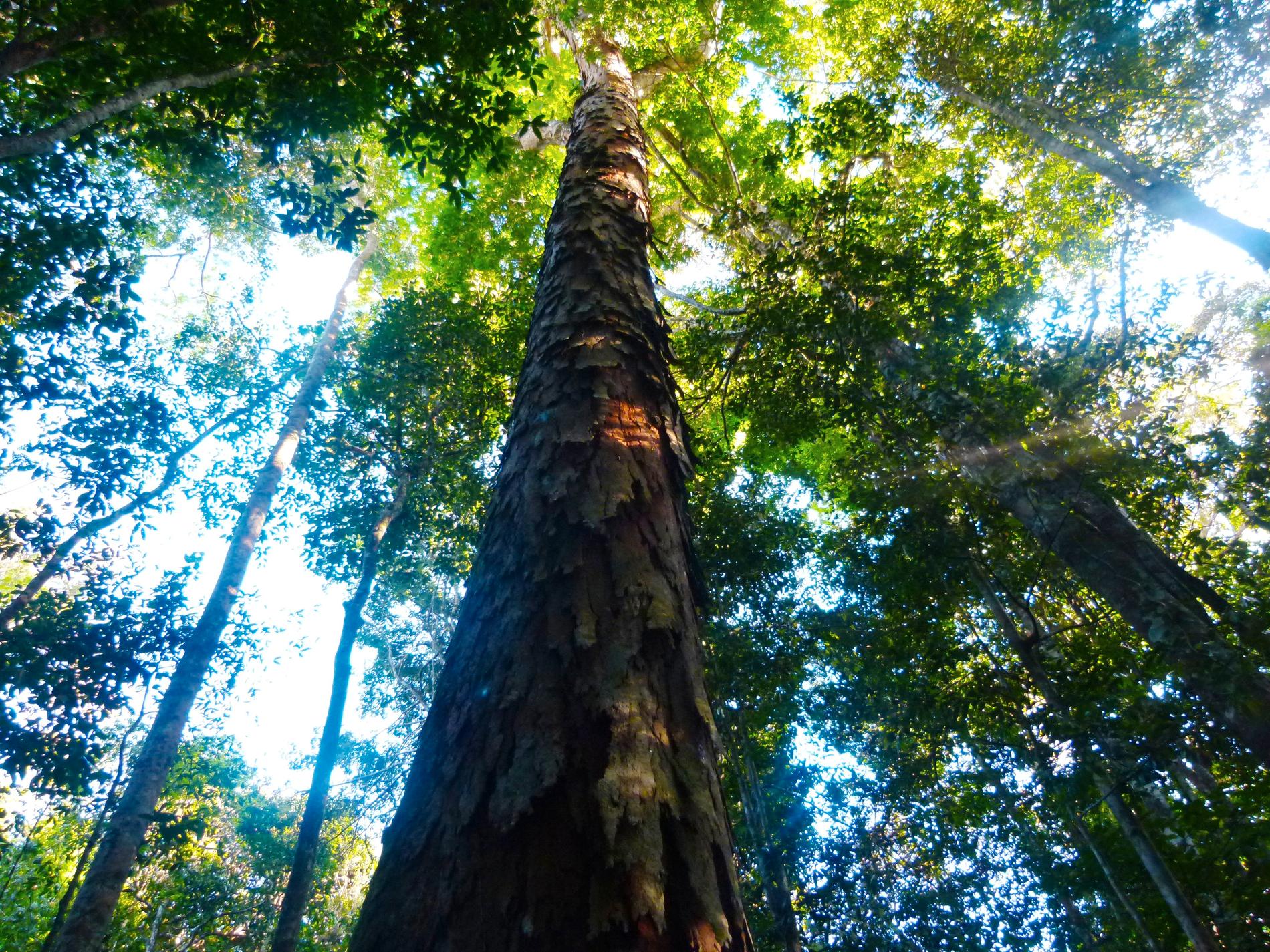 De tropiska regnskogarna är hem för tusentals fall av samevolution mellan djur och växter.