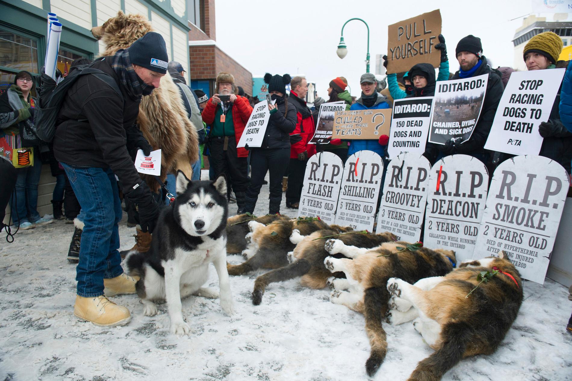 Djurrättsorganisationen PETA protesterar mot hundslädstävlingen i Iditarod, Alaska 2018.