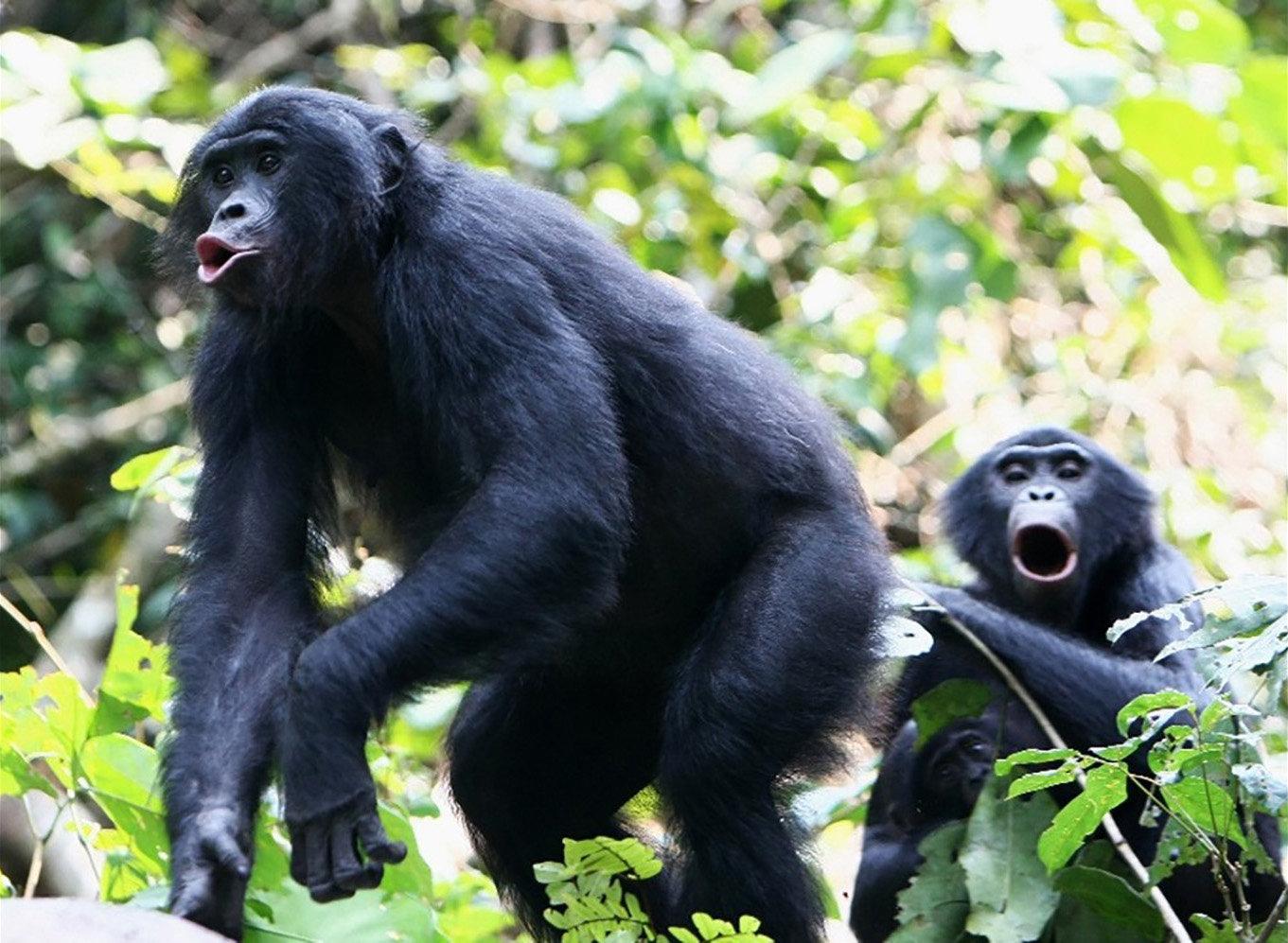 En tydlig skillnad mellan bonobon och den vanliga schimpansen är att den förstnämndas läten ligger en oktav högre på tonskalan. På bilden två ropande bonoboer i Luikotale i Kongo-Kinshasa.