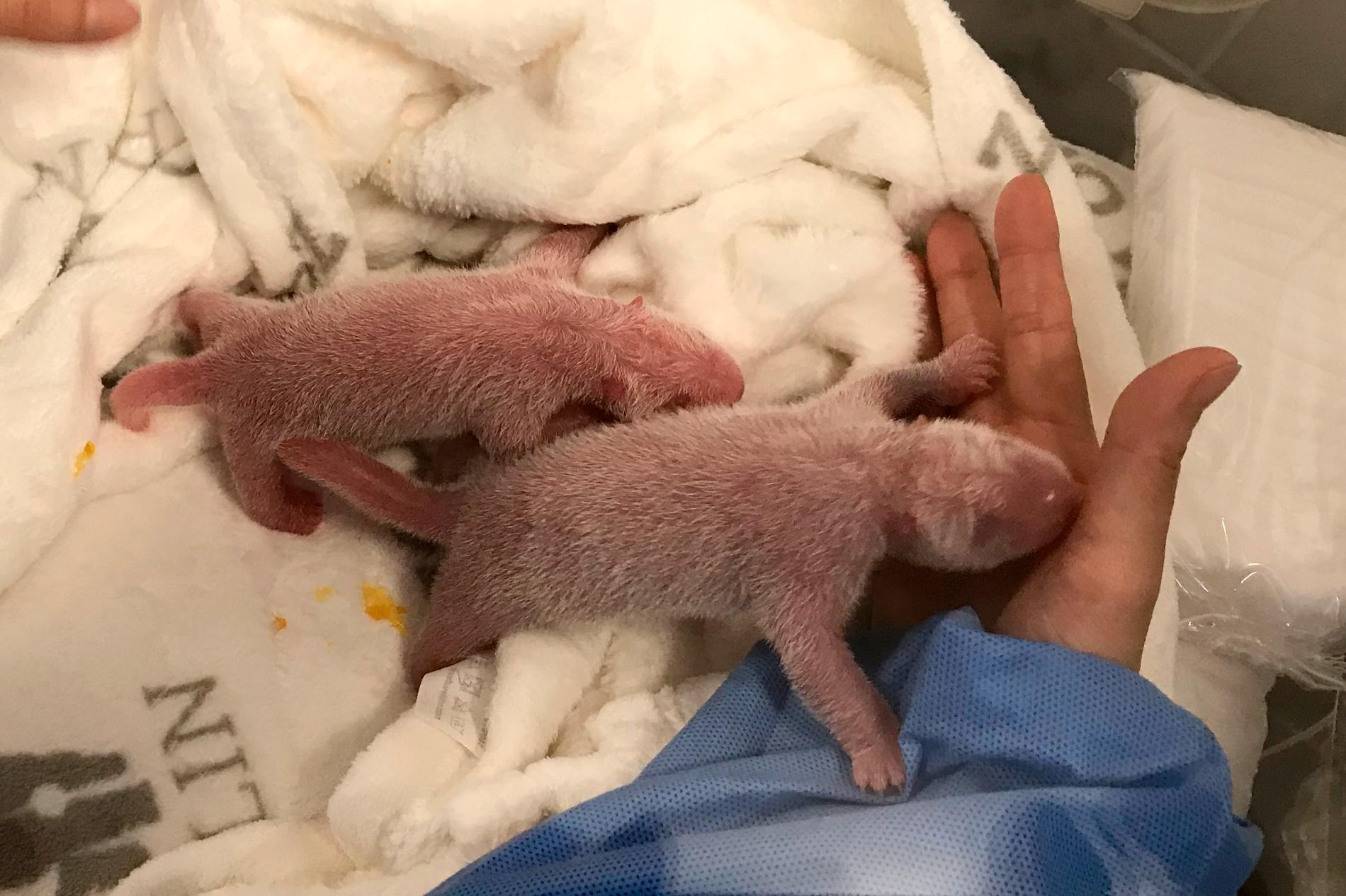 De nyfödda pandatvillingarna.