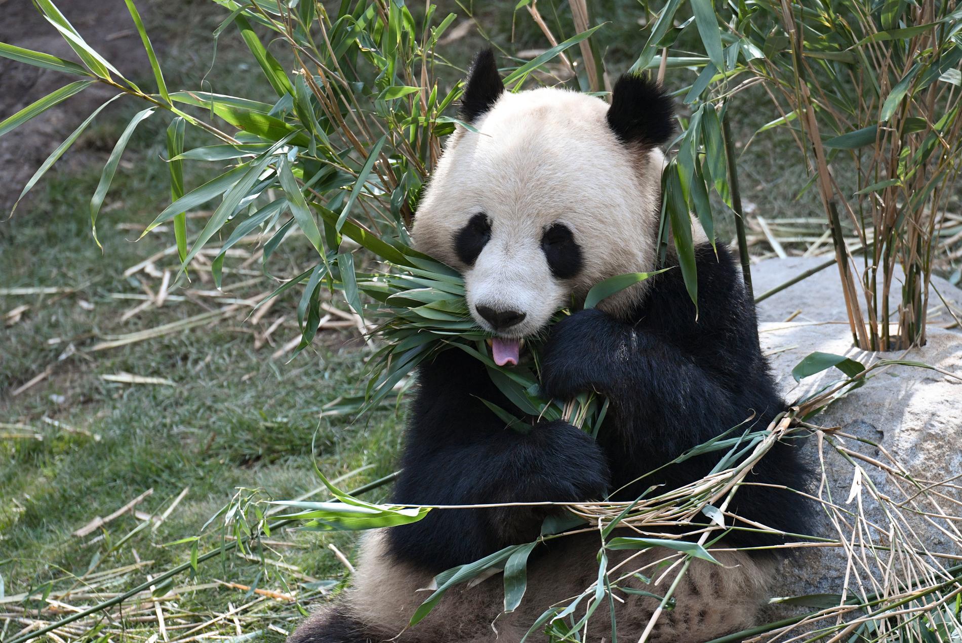 Pandan Xing Er på Zoo i Köpenhamn lyckades klämma sig under en eltråd och rymma på måndagsmorgonen. Arkivbild.
