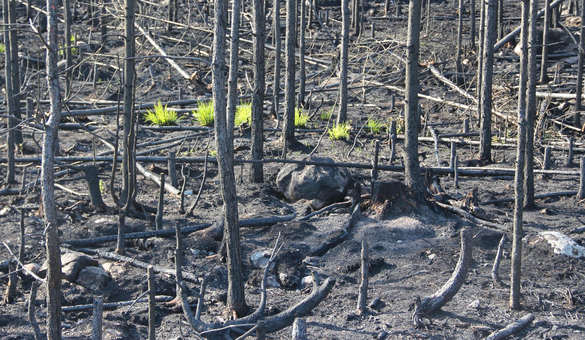 Bara ett par månader efter den stora branden i Västmanland började de första gröna stråna växa upp ur askan.