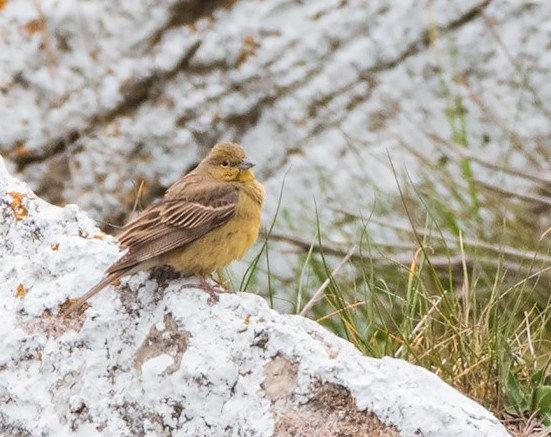 Den gulgrå sparven vid Hoburgen fångades på bild av fågelfotografen Fredrik Anmark på fredagsförmiddagen.