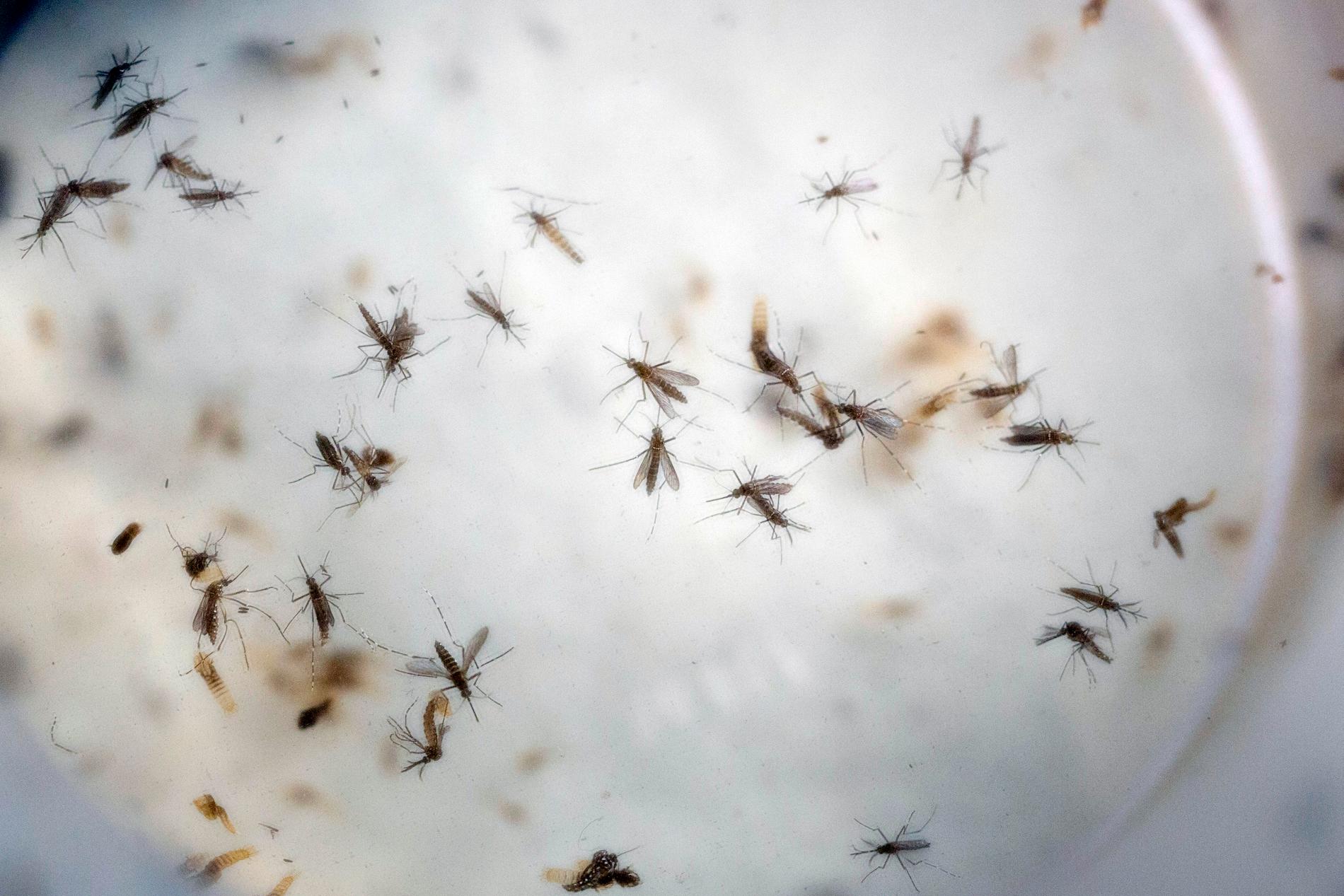 Myggan Aedes aegypti, med det svenska namnet gula febern-myggan, kan sprida flera sjukdomar, bland annat dengue. Arkivbild.