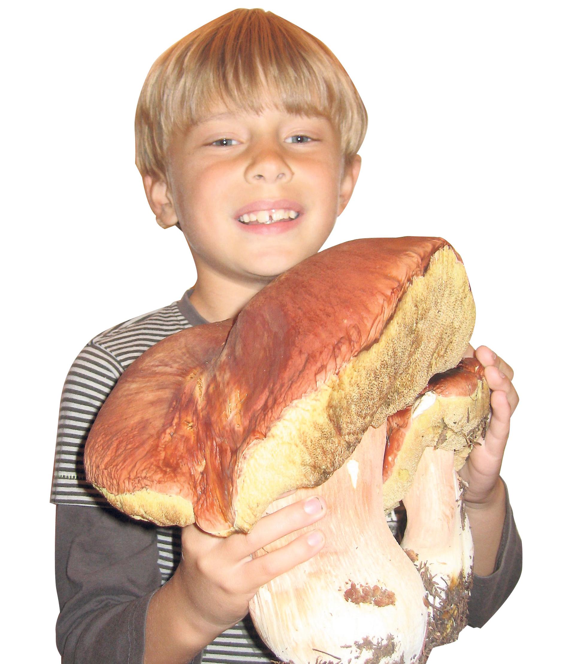 1,5 kilo  Familjen Bolmehage fick en rejäl kvällsmat i går. I skogen hittade de en 1,5 kilos Karl Johan-svamp.