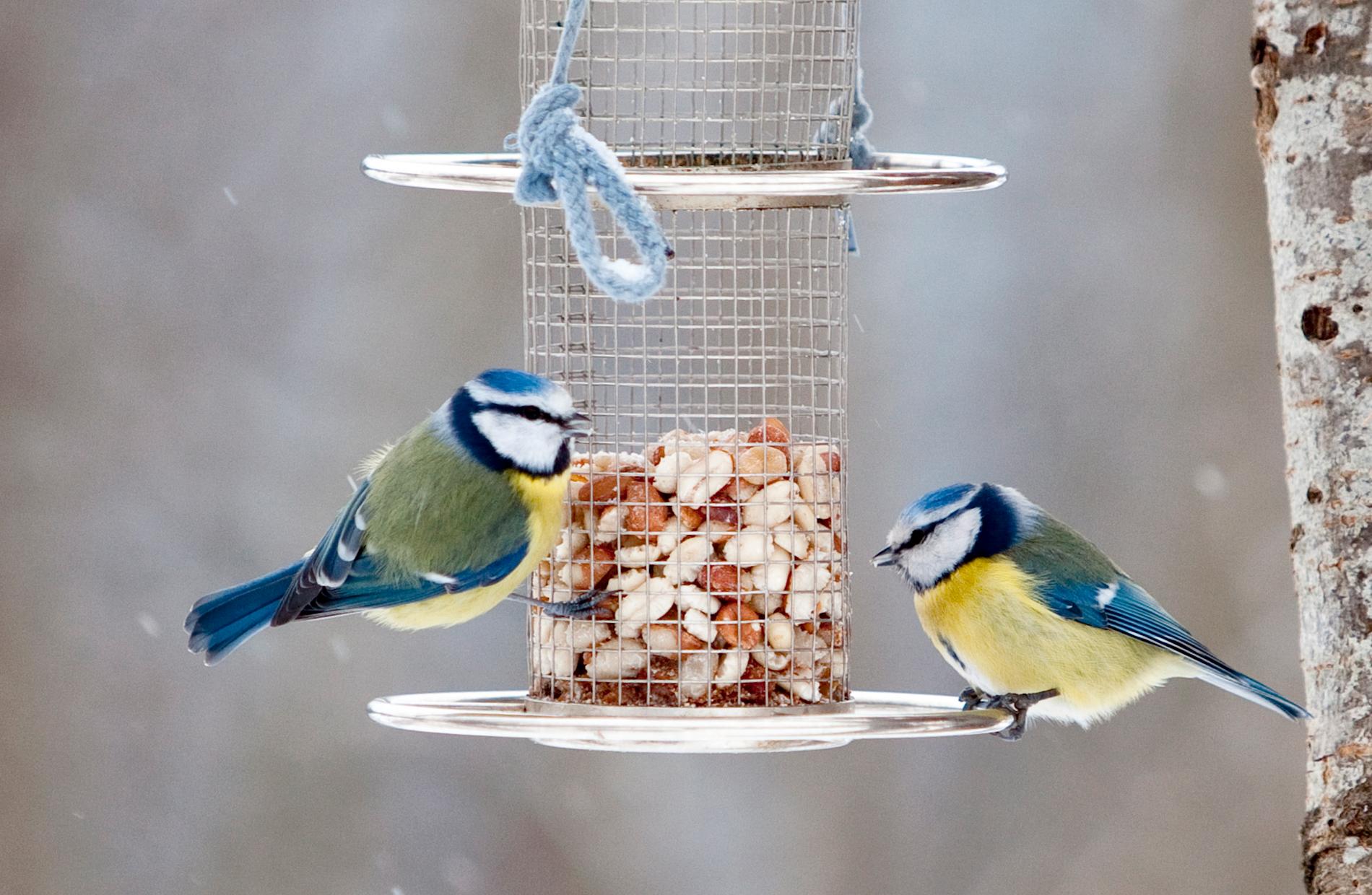 Två blåmesar på ett fågelbord. Blåmesen var den näst vanligaste vinterfågeln vid fågelräkningen i januari 2018. Arkivbild.