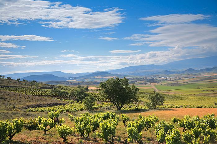 Rioja – ett vindistrikt som levererar ett vin som är hetare än någonsin. Ett av dessa är Marqués de Riscal Reserva som är stramt, finessrikt och balanserat.