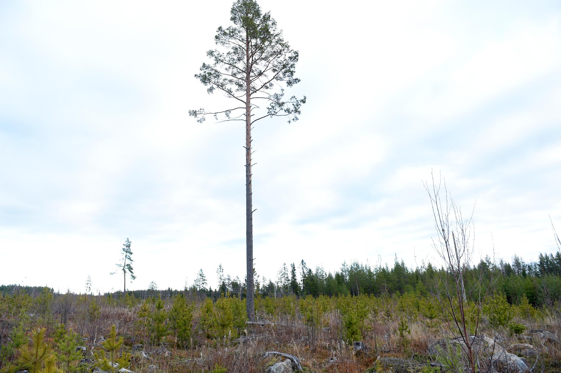 Nordiska länder och skogsindustrin har protesterat mot tidigare förslag från EU-kommissionen. Nu presenteras omarbetade förslag där synpunkterna tycks ha fått gehör vad gäller framtida klassificering av hållbara investeringar. Arkivbild.