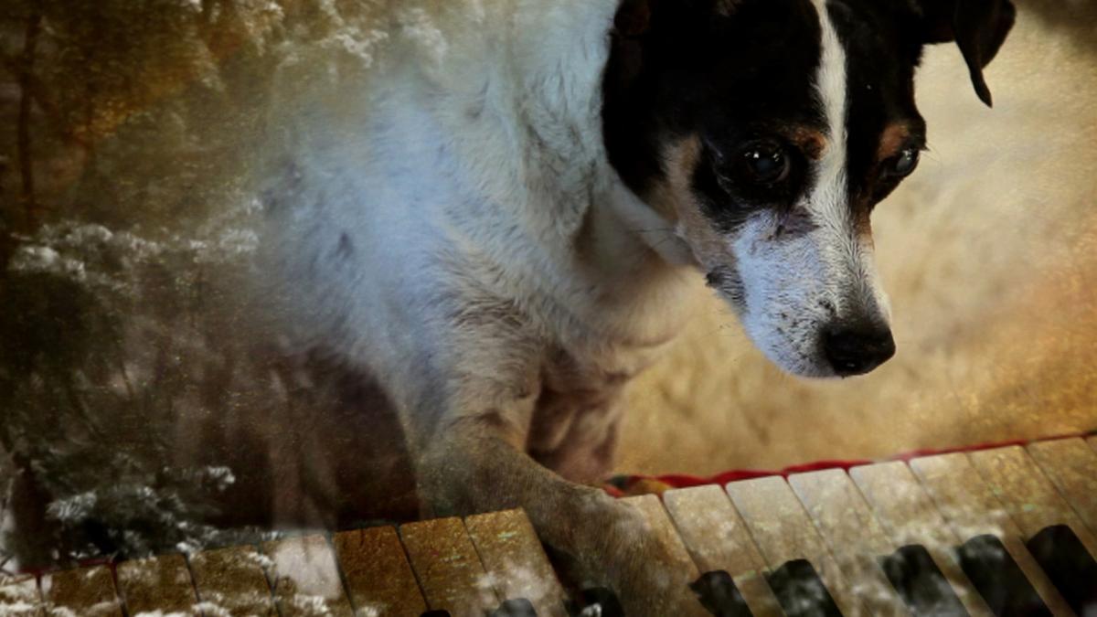 Laurie Andersons terrier Lolabelle i ”Heart of a dog” som visas för vovvar på Göteborgs filmfestival.