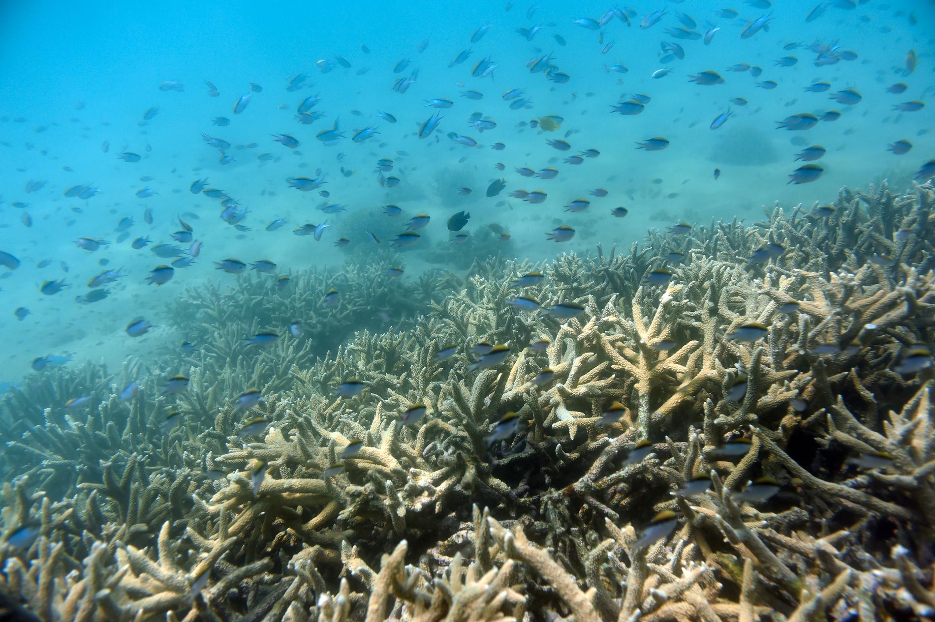 Fiskar i ett korallrev utanför Australien 2016.