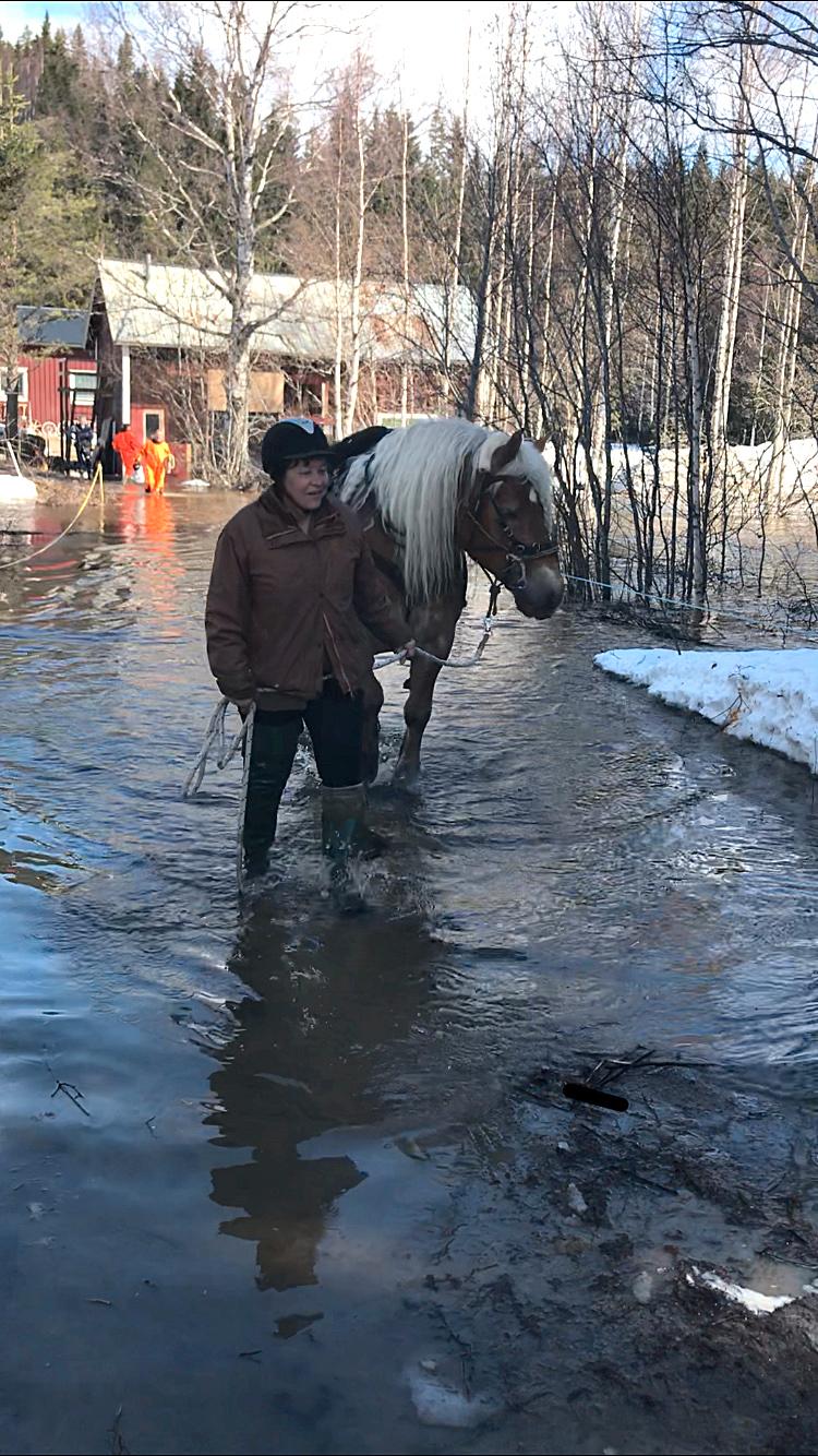 Ann-Katrins två hästar Opus Hagbard och Nadja fick evakueras när vattnet plötsligt började stiga.