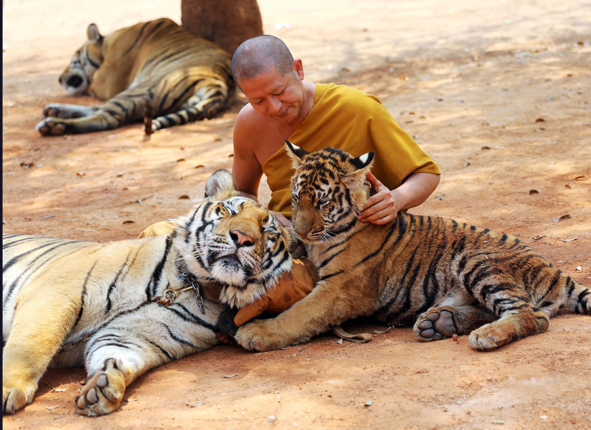 En av buddistmunkarna visar upp ett par av templets tigrar.