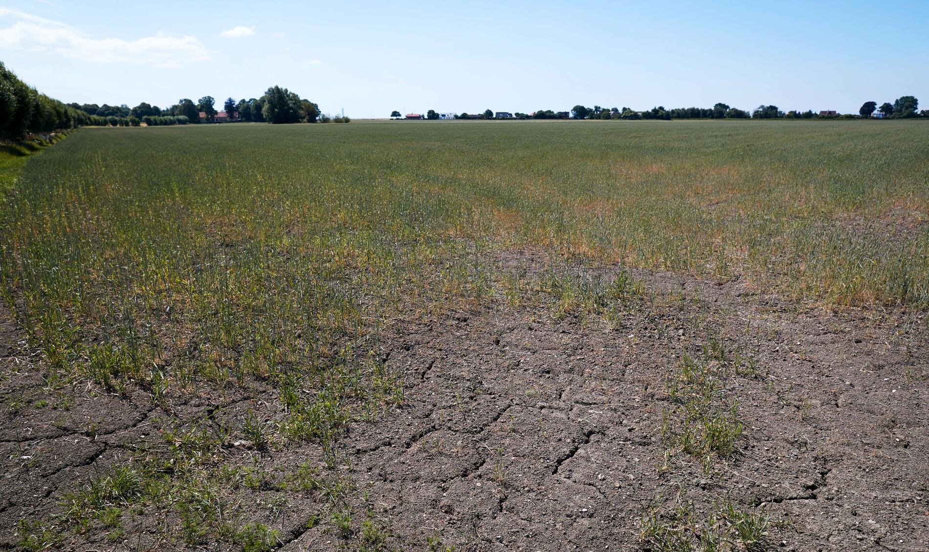 Sommarens torka ledde till den minsta svenska spannmålsskörden sedan 1959, utbredd foderbrist och nödslaktning. Arkivbild.