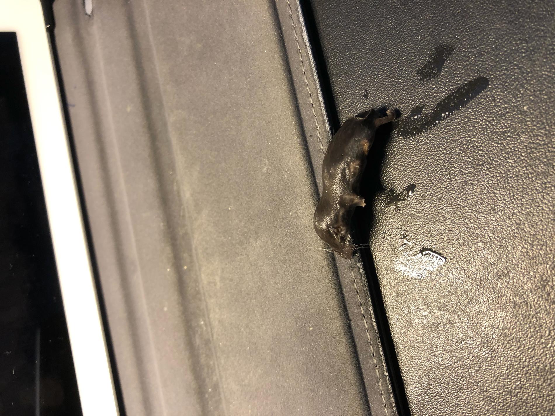 De frysta ärtorna kom med en överraskning – en död mus. 