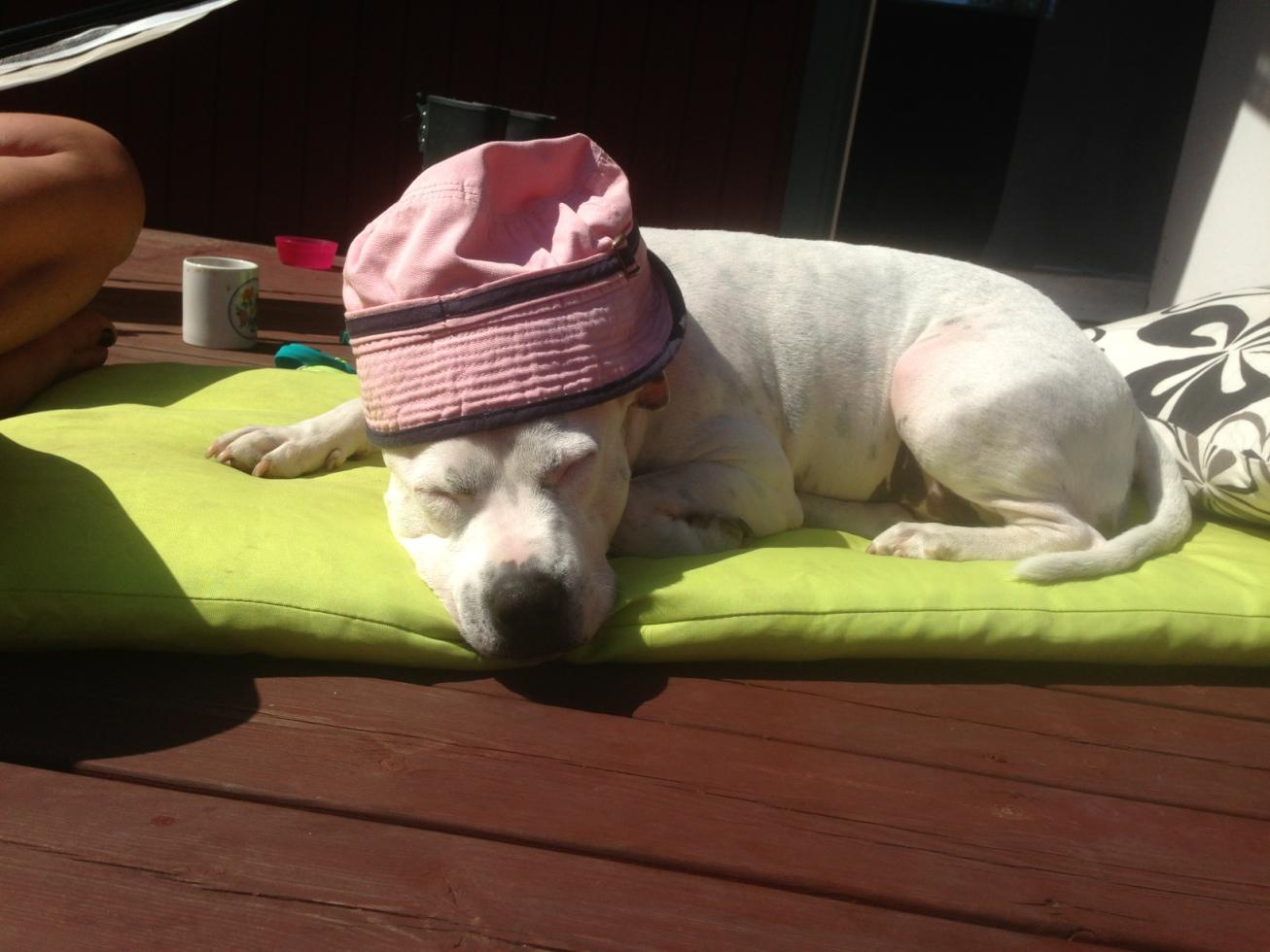Min älskade hund Divan. Sola är toppen bara jag har solskydd, skriver Monica.