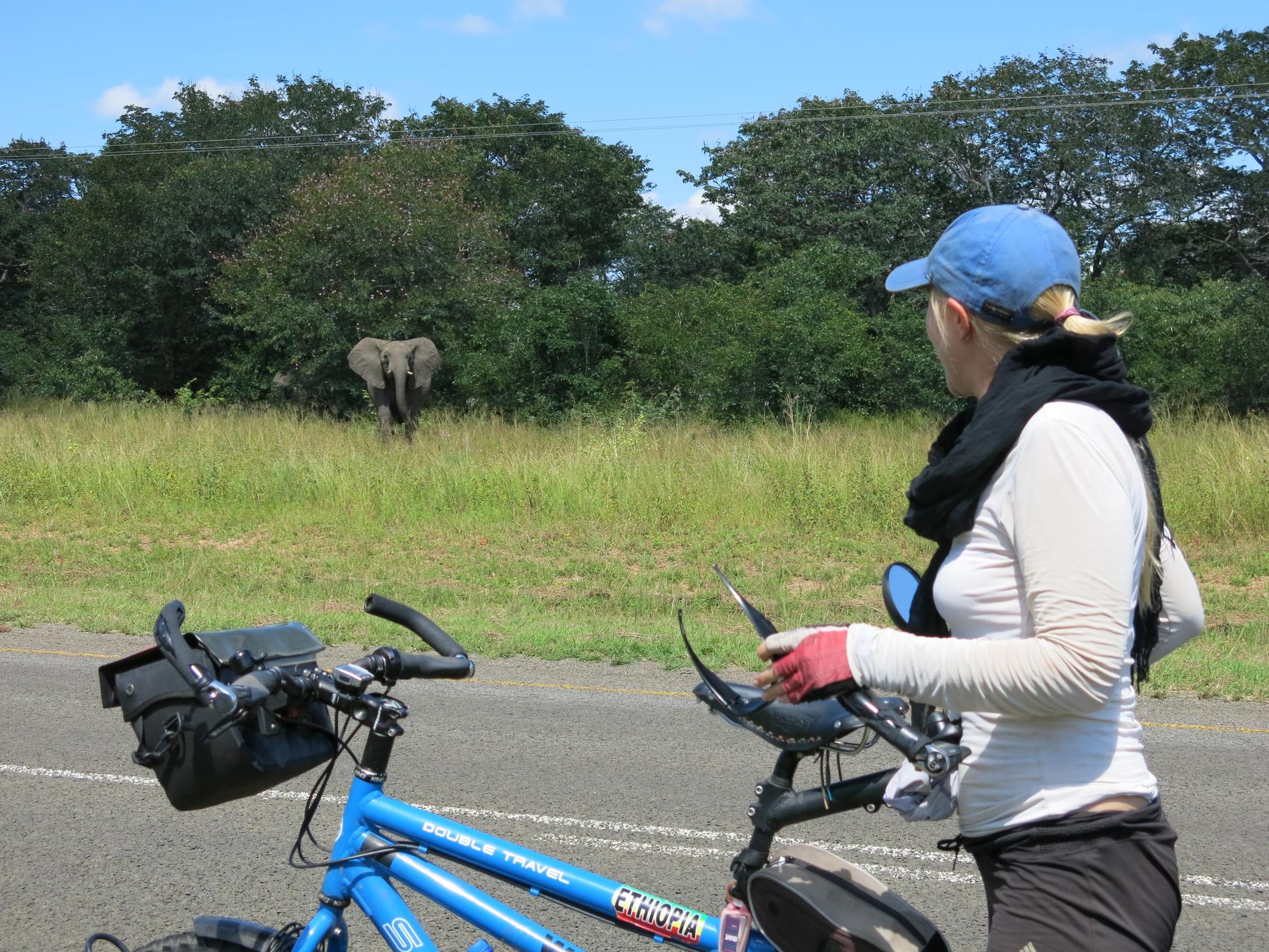 Och i Botswana stötte paret på vilda elefanter. 
