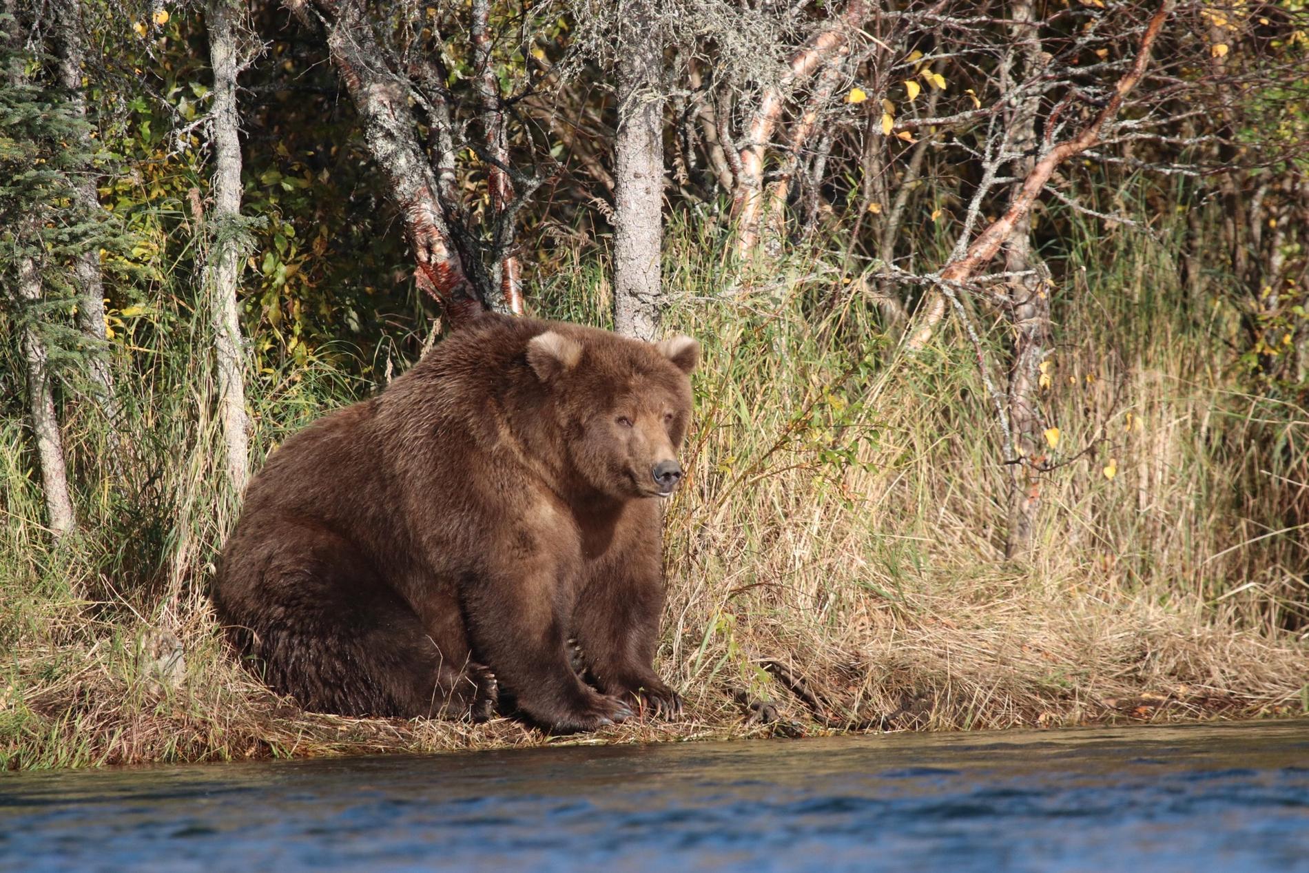 Den troligen dräktiga honan 409 Beadnose har korats till Alaskas fetaste björn 2018.