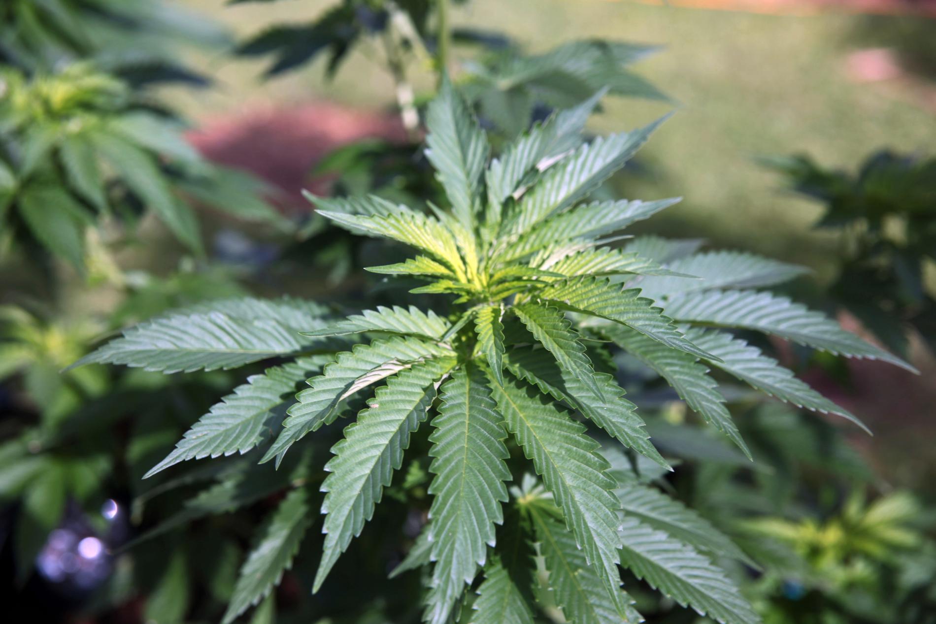 Bediol innehåller hela växtdelar från cannabisplantorna och har inte extraherats eller fåtts att efterlikna enskilda cannabissubstanser.