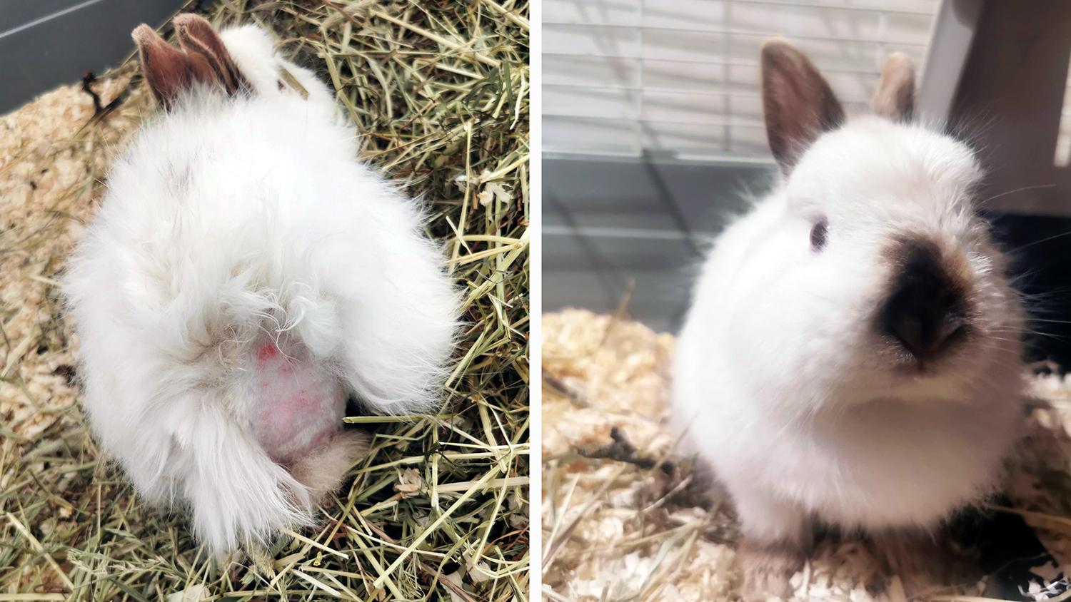 Veterinären lyckades raka bort de värsta tovorna och den lilla kaninen har nu fått ett nytt hem.