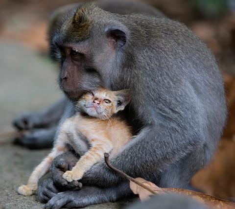 riktiga APEKATTER Makakhannen fick av allt att döma faderskänslor för den lilla kattungen när deras stigar korsades i skogen.
