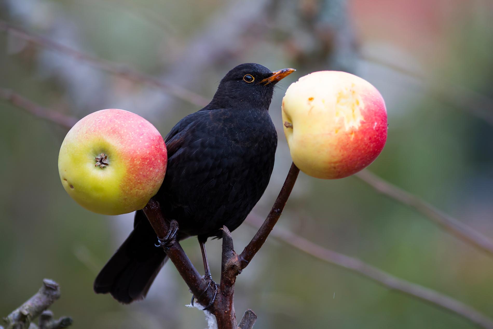 Koltrasten äter frön och nötter men likt sidensvansen föredrar den äpplen. Arkivbild.