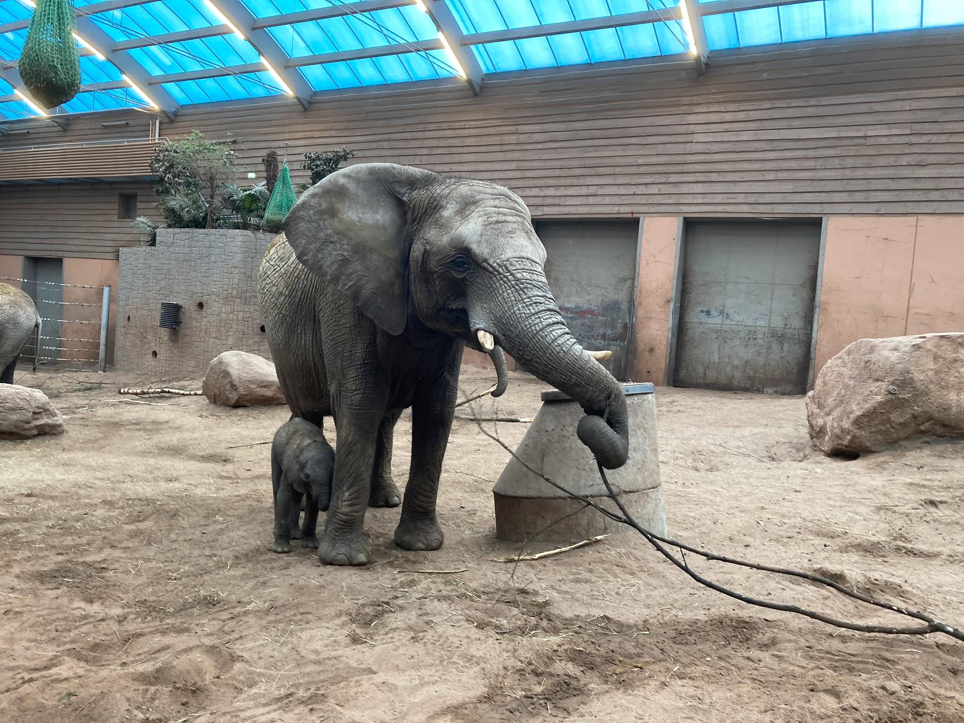 Elefantkalven, här med sin mamma, föddes den 26 mars men har sedan dess förskjutits av flocken.