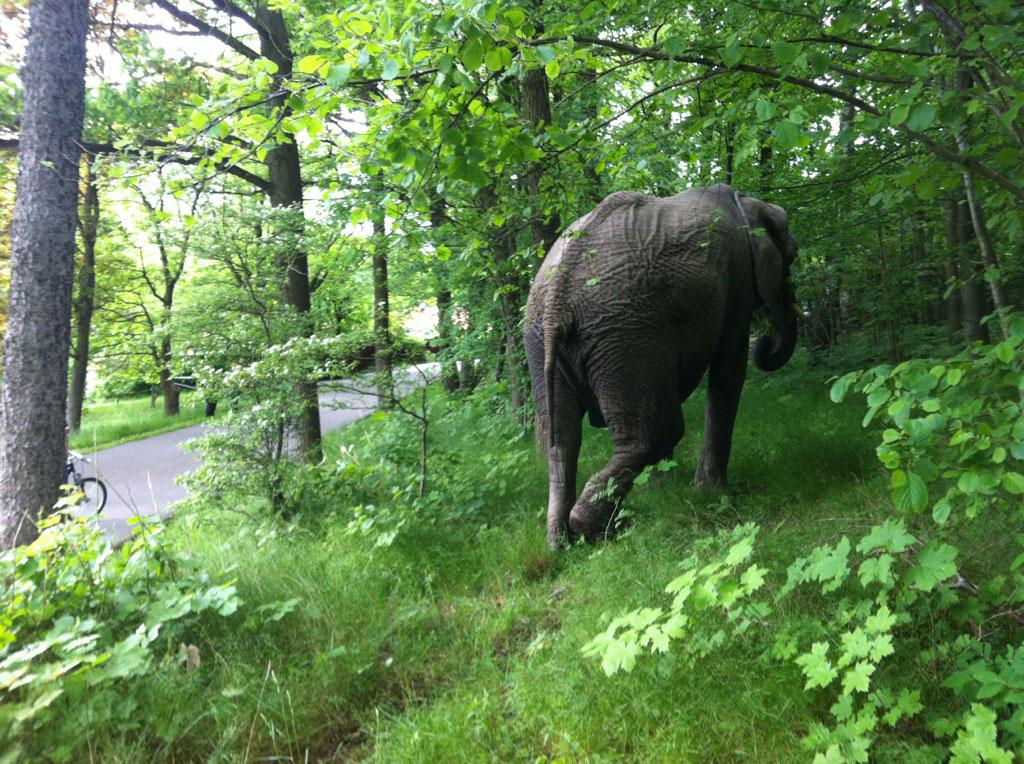 En elefant promenerar i grönskan