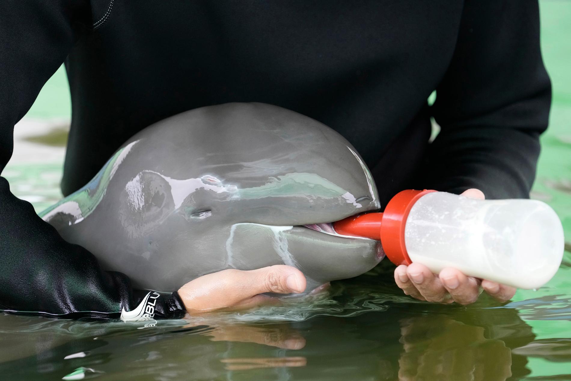 Frivillige Tosapol Prayoonsuk matar delfinungen Paradon på det marina räddnings- och forskningscentret i Rayongprovinsen i östra Thailand.