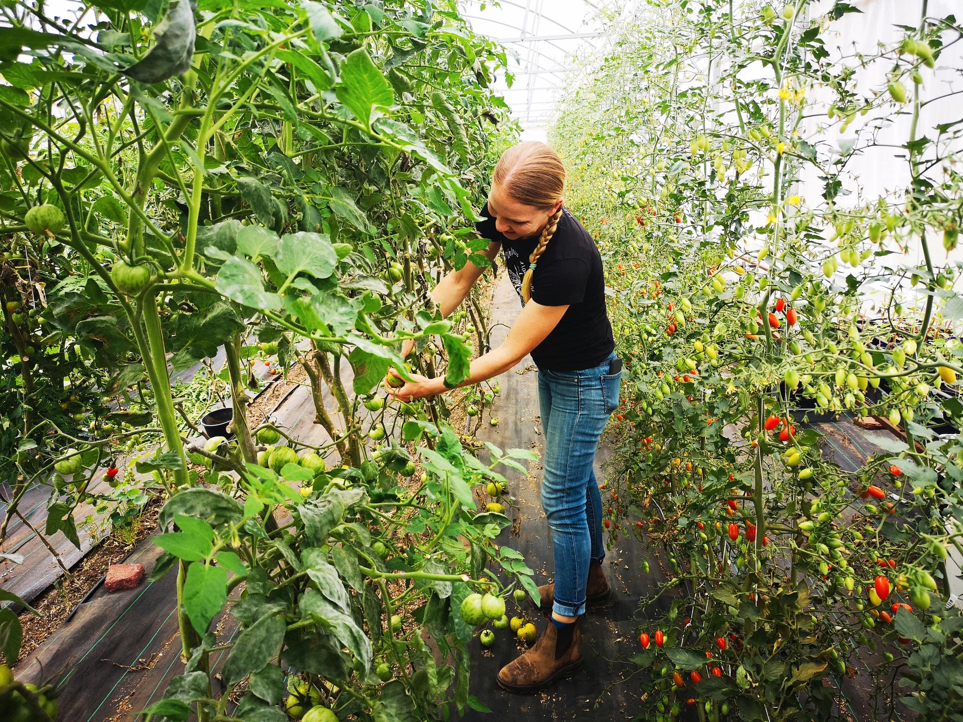 När restauranger i drabbade områden får färre besökare sjunker efterfrågan på Piccolo Farms varor. "Vi hade hundra kilo tomater här i förra veckan som vi inte kunde sälja", säger Lizzie Buscaino.