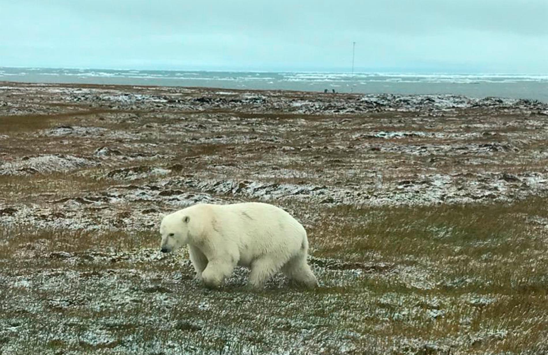 Naturreservatet Arctic National Wildlife Reserve har varit skyddat sedan 1960 och täcker en yta som är sju gånger så stor som Skåne.
